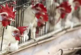 Ante alerta de Gripe aviar podrían sacrificar a más de 5 millones de gallinas en EU