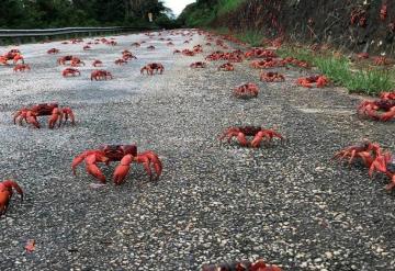 Plaga de cangrejos emergió de las primeras lluvias de primavera en Cuba