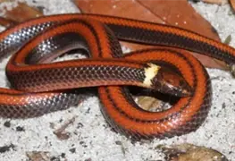 Descubren una nueva especie de serpiente en Paraguay