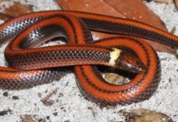 Descubren una nueva especie de serpiente en Paraguay