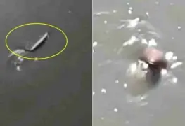 Video: Encuentran extraño animal nadando en canal de aguas negras en el Edomex