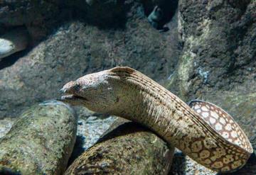 Alerta en playas de Nayarit por ataque de peces Morenas; 165 personas han sido mordidas