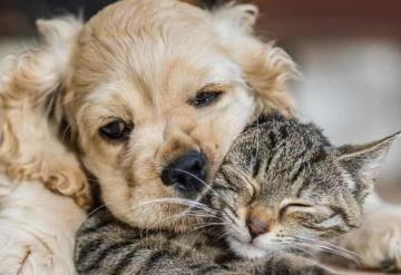 Prohíben la venta de mascotas antes de los cuatro meses en el estado de Nuevo León