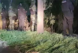 Localizan plant&iacute;o de marihuana en canchas de futbol de Tlalnepantla