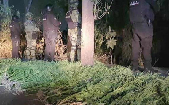 Localizan plantío de marihuana en canchas de futbol de Tlalnepantla