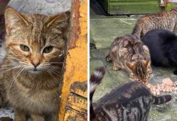 Son rescatados más de 40 gatos de una casa en Escocia; su dueño había fallecido