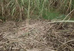 Hallan cuerpo de un hombre en narco fosa en el ejido San Benito La Bolsa