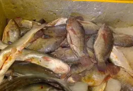Pescado suficiente para Semana Santa: aseguran Cooperativistas