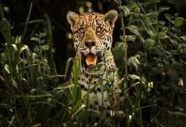 Realizarán Primer Foro de Conservación del Jaguar en Juncal, Palizada