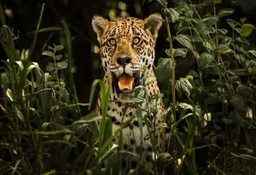 Realizarán Primer Foro de Conservación del Jaguar en Juncal, Palizada