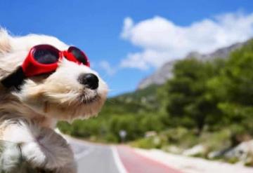 Consejos para viajar con tus mascotas esta Semana Santa