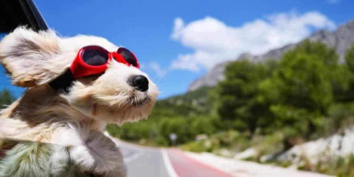 Consejos para viajar con tus mascotas esta Semana Santa