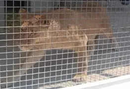 Hallan otro león africano, fue asegurado en una vivienda de Atizapán