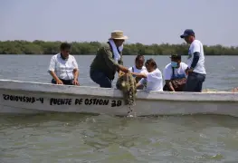 Realizan repoblación de ostión a la laguna de Mecoacán