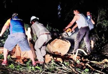 Liberan carretera Tapijulapa-Oxolotán por árbol caído