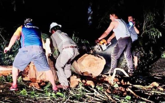 Liberan carretera Tapijulapa-Oxolotán por árbol caído