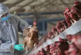 Se reporta infección humana de gripe aviar H3N8 en China