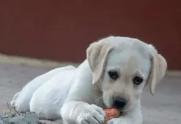 Abandonan a perrita con su mochila, comida y juguetes porque no podían cuidarla