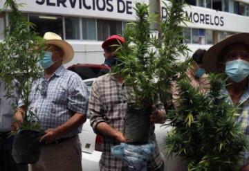 Tetecala, el primer pueblo en México que busca cultivar libremente marihuana