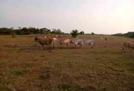 Para el hato ganadero se acaba el alimento en Balancán