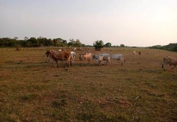 Para el hato ganadero se acaba el alimento en Balancán