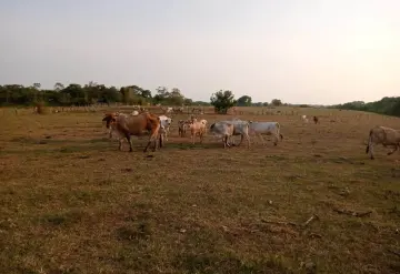 Para el hato ganadero se acaba el alimento en Balancán