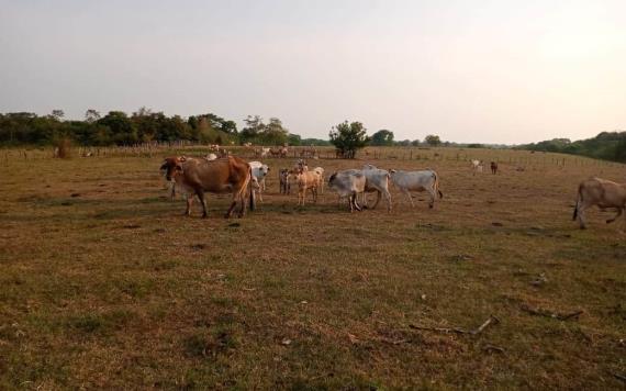 Para el hato ganadero se acaba el alimento en Balancán