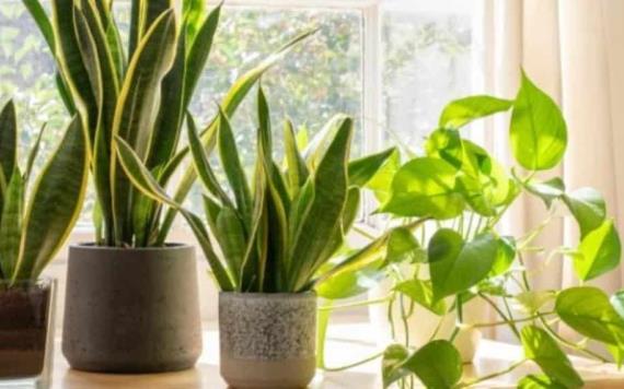 Plantas que ayudarán a tener más energía y menos cansancio