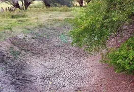 Sequ&iacute;a causa p&eacute;rdidas a ganaderos y agricultores en Jonuta