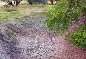 Sequía causa pérdidas a ganaderos y agricultores en Jonuta