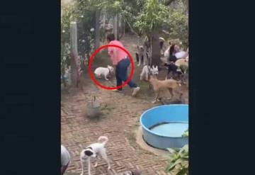 Maltratan a perritos en una guardería para mascotas en Veracruz; ya inician proceso de clausura