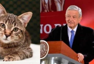 Traslado de perros y gatos muertos será investigado: AMLO