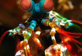 Animales que tienen mejor vista que los humanos