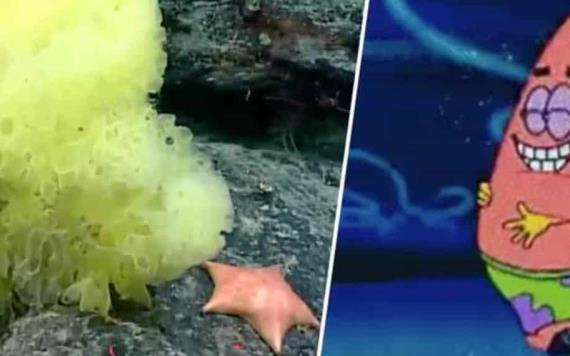 Científicos encuentran a Bob Esponja y Patricio Estrella en la vida real