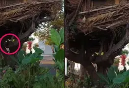 Joven se vuelve viral por construir casas en árboles y bajo tierra en Jalisco