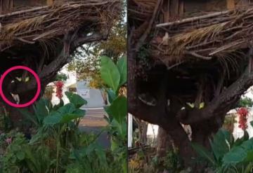 Joven se vuelve viral por construir casas en árboles y bajo tierra en Jalisco