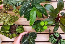 Secretos para cultivar miniplantas y poner un toque verde en casa