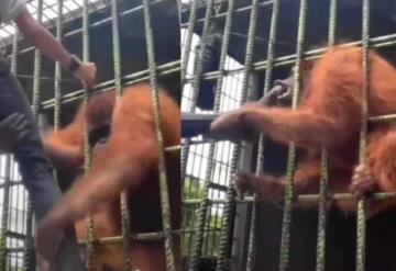 Joven es atacado por un orangután en un zoológico en Indonesia; quería hacerse viral