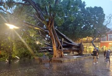 Fuertes lluvias derriban a Laurel el árbol centenario de los conciertos dominicales en Oaxaca