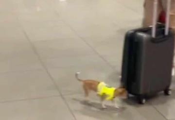 Perrito chihuahua es viral por pertenecer a las autoridades en un aeropuerto