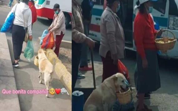 Perrito acompaña a su dueña a vender ¡con su propia canastita!