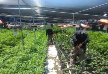 Desmantelan invernadero con casi 14 mil plantas de marihuana en Jalisco