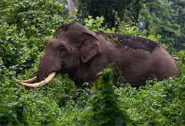 Elefante aplasta a mujer hasta matarla; llega a funeral a atacar el cad&aacute;ver