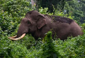 Elefante aplasta a mujer hasta matarla; llega a funeral a atacar el cadáver