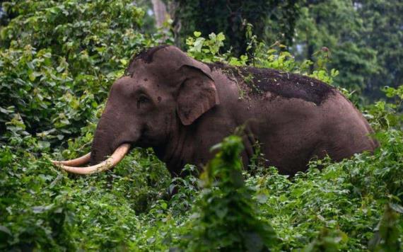 Elefante aplasta a mujer hasta matarla; llega a funeral a atacar el cadáver