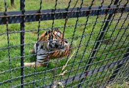 Decomisan hasta 200 animales exóticos al año, los dueños son grupos de delincuencia organizada