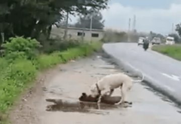 Video: Perrito intenta reanimar a su amigo atropellado en Oaxaca