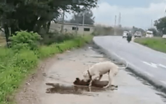 Video: Perrito intenta reanimar a su amigo atropellado en Oaxaca