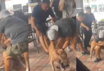 Ataque de pitbull a chihuahua, en restaurante ´Pet Friendly´ desata debate en redes sociales