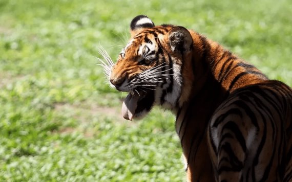 Tigre ataca a su cuidador en Michoacán y le destroza los brazos